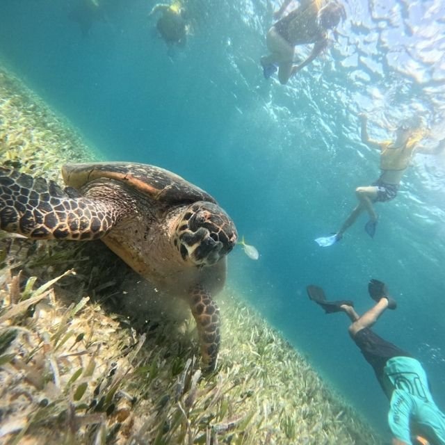 snorkel turtles