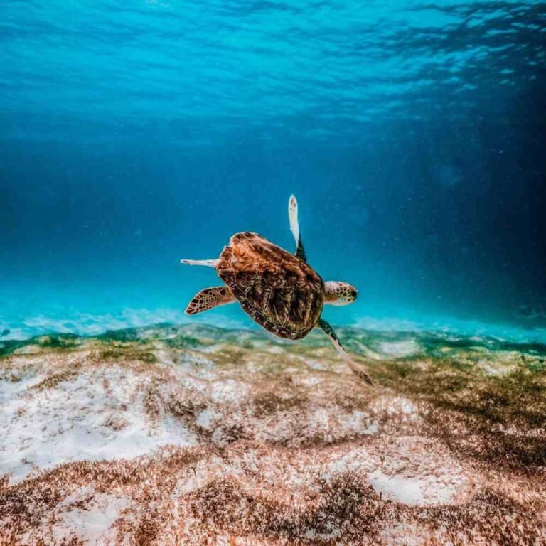 akumal tortugas
