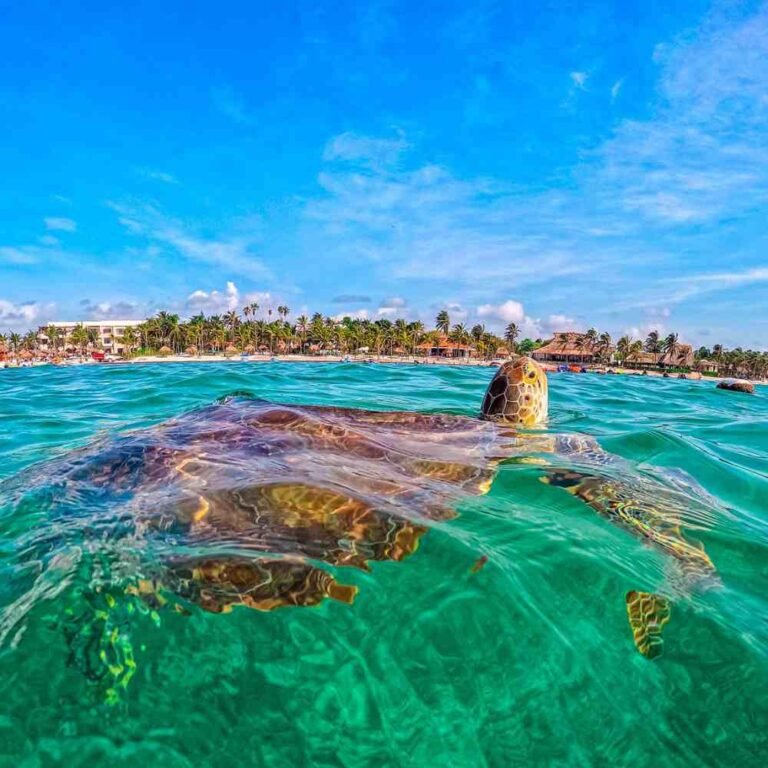 akumal tortugas