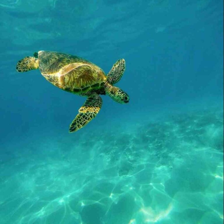 akumal tortugas